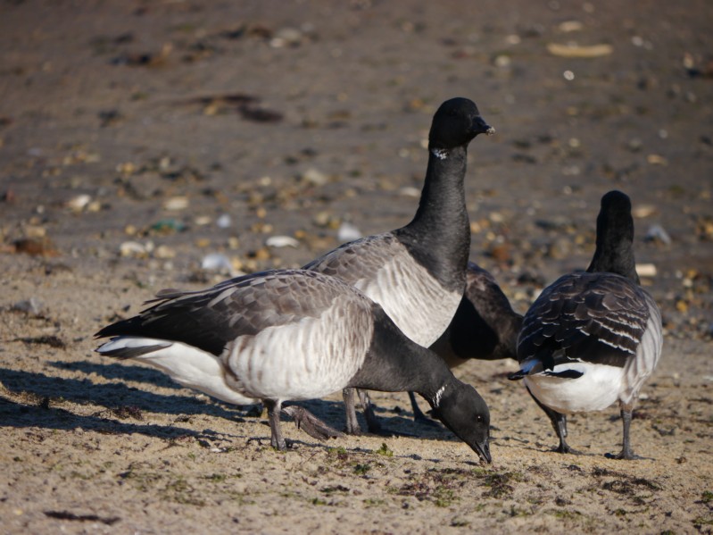 P1100787.brant.JPG