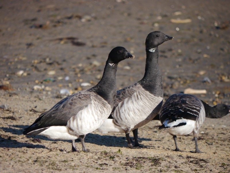 P1100786.brant.JPG