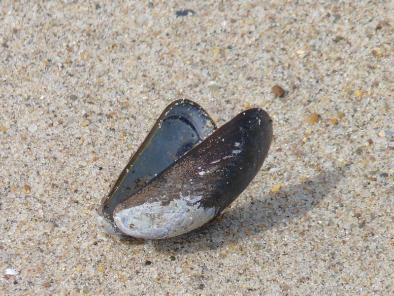 P1170354.shell.JPG