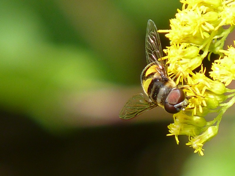 P1170466.flowerFly.JPG