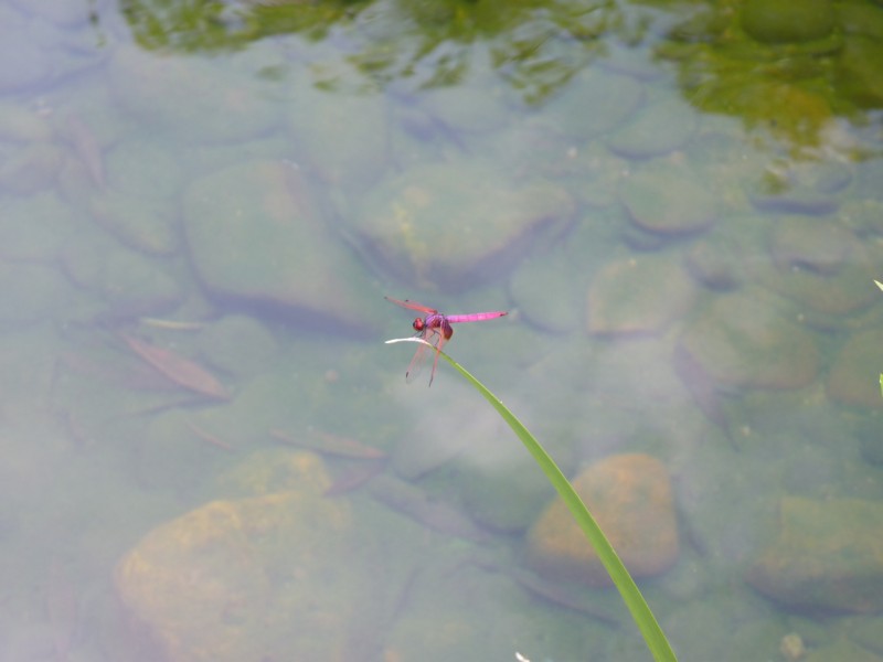 Crimson Dropwing ( Trithemis aurora )