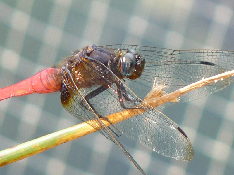 Common Red Skimmer ( Orthetrum pruinosum neglectum )