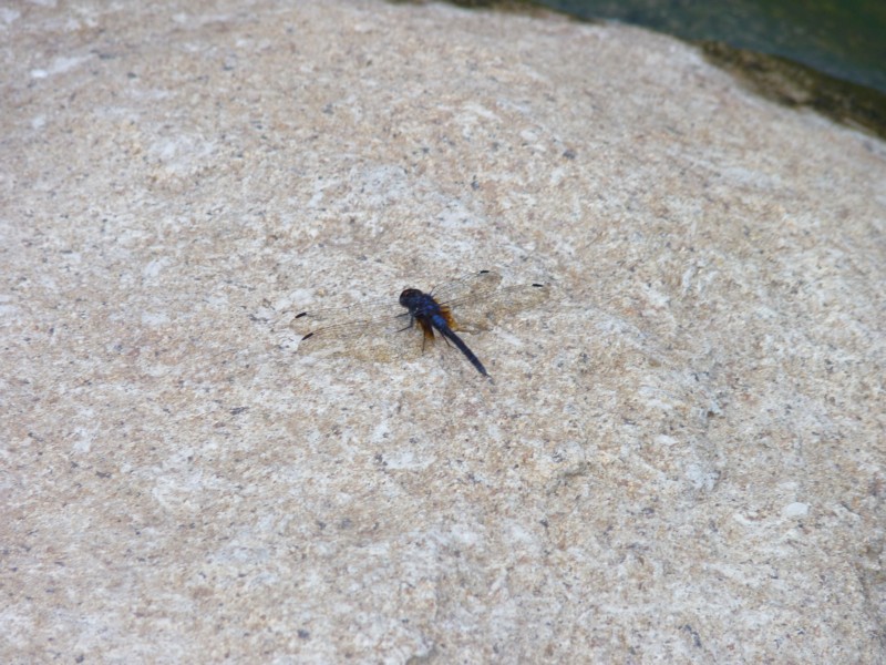 Indigo Dropwing ( Trithemis festiva )