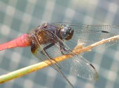 Common Red Skimmer ( Orthetrum pruinosum neglectum )