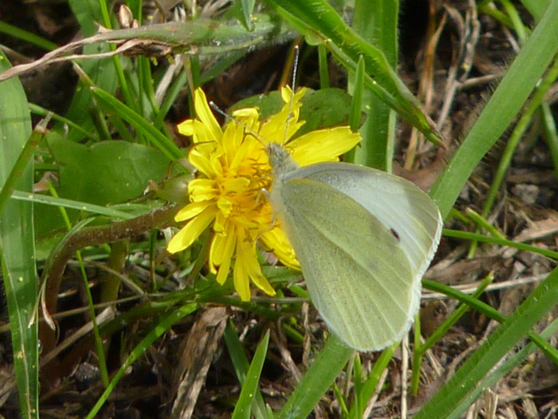 Cabbage White (Pieris rapae)