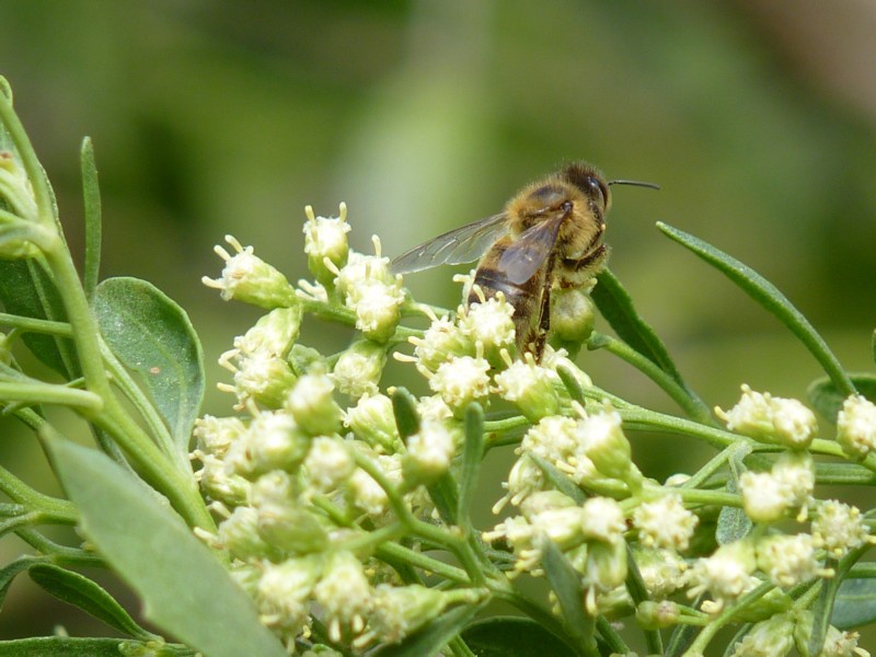 European/Western/Common Honey Bee (Apis mellifera) 3