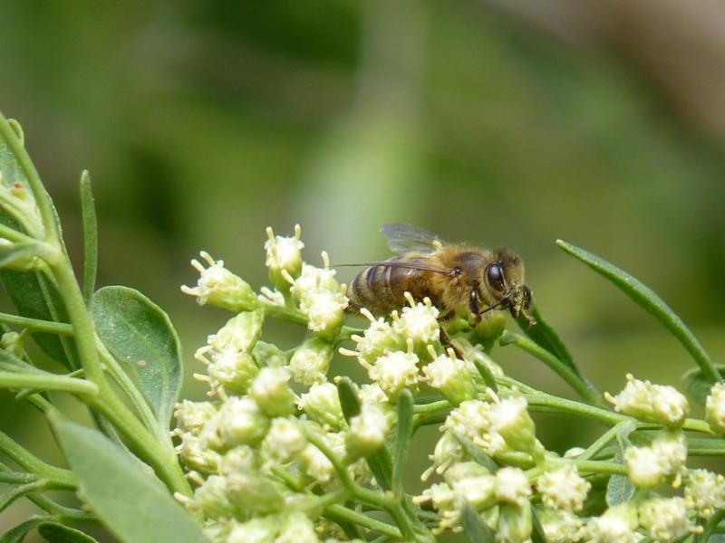 European/Western/Common Honey Bee (Apis mellifera) 1