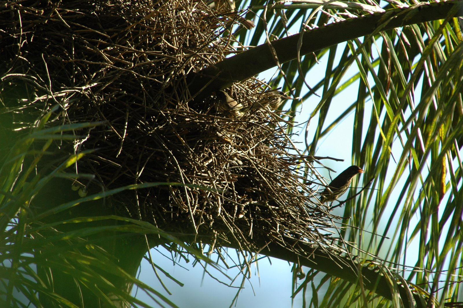 PalmChatNest