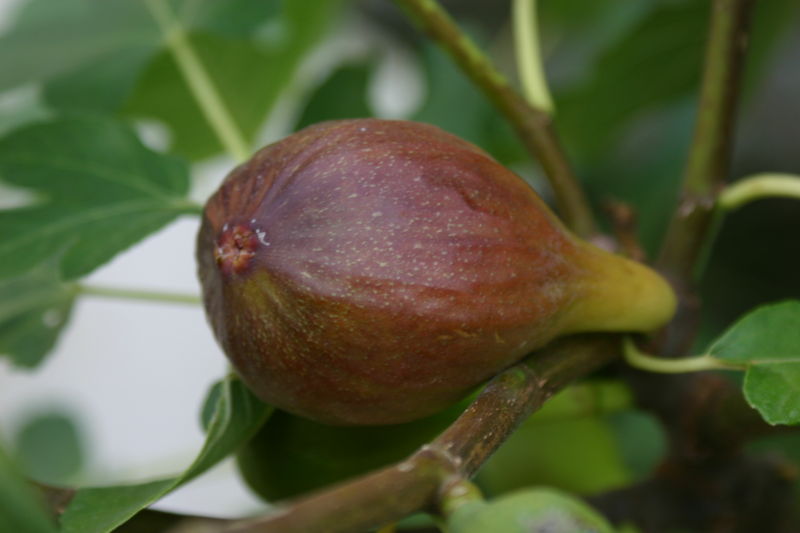 fig