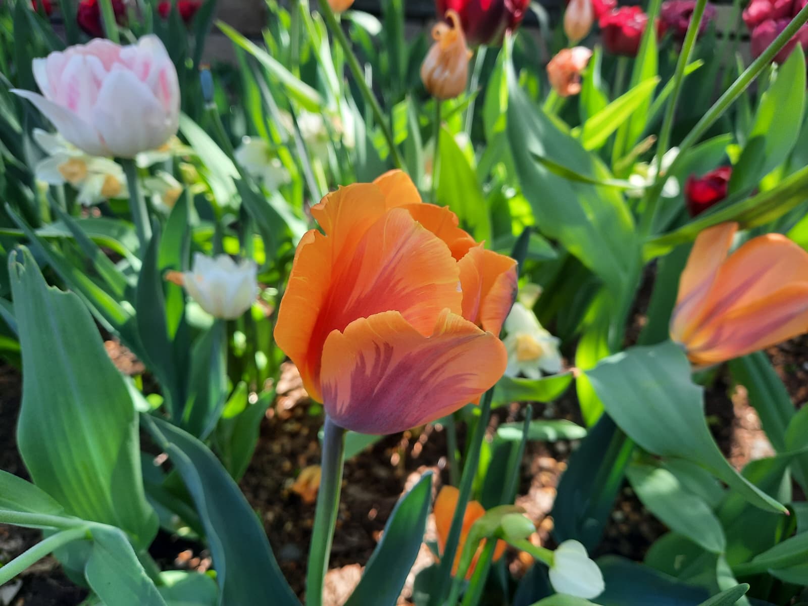 Tulipa Prinses Irene