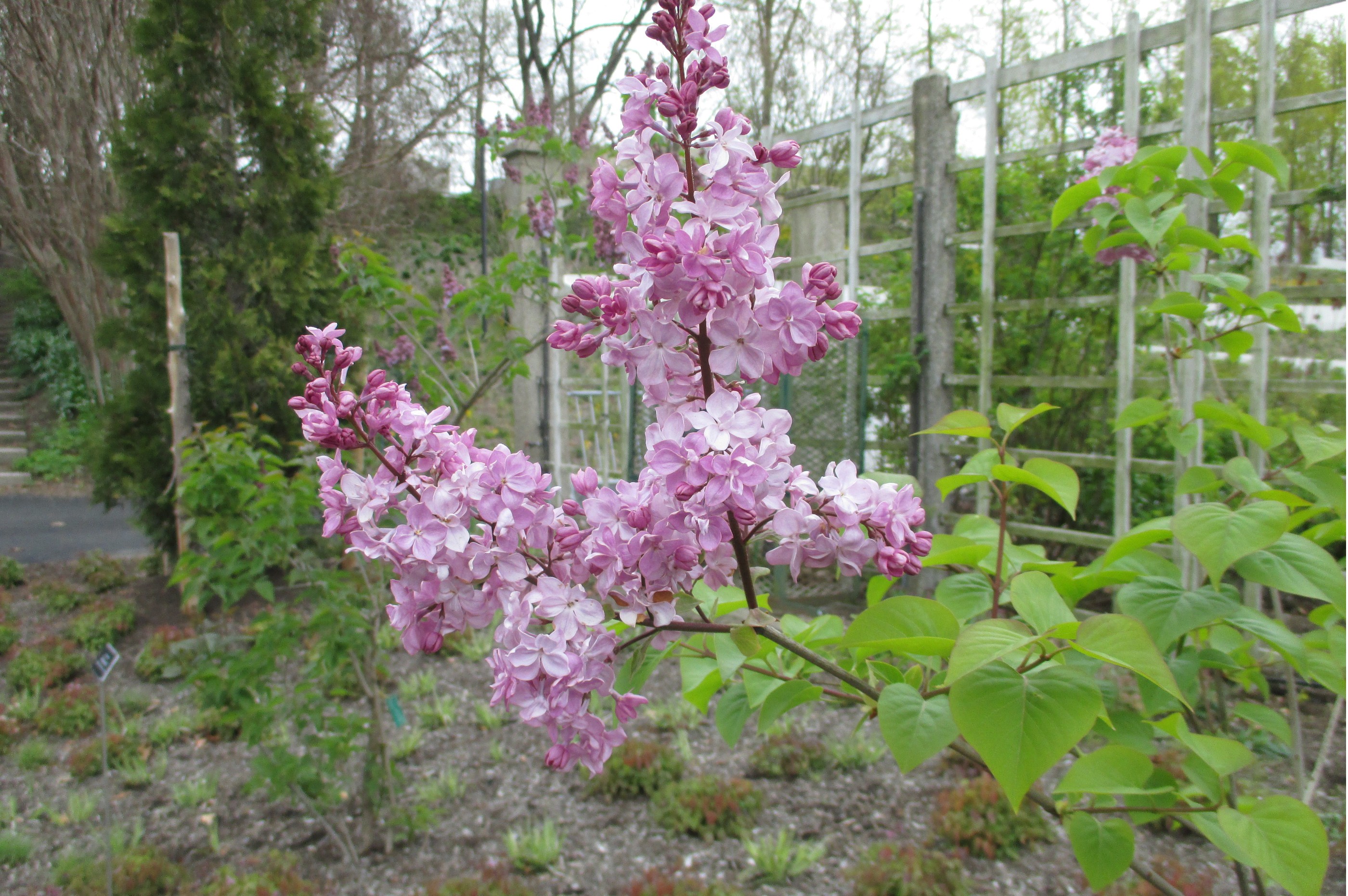 Lilac Vauban